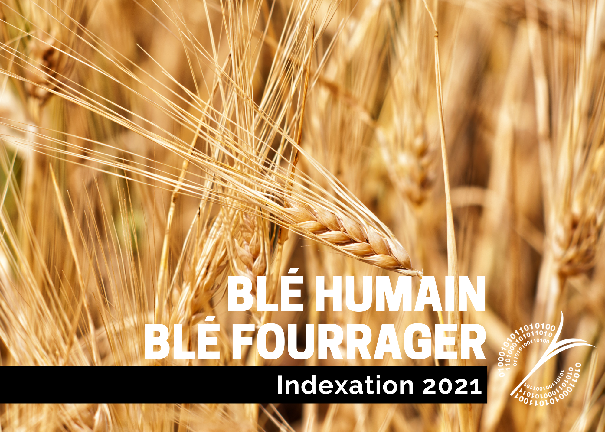 Études de coûts de production : Indexation 2021 - Blés